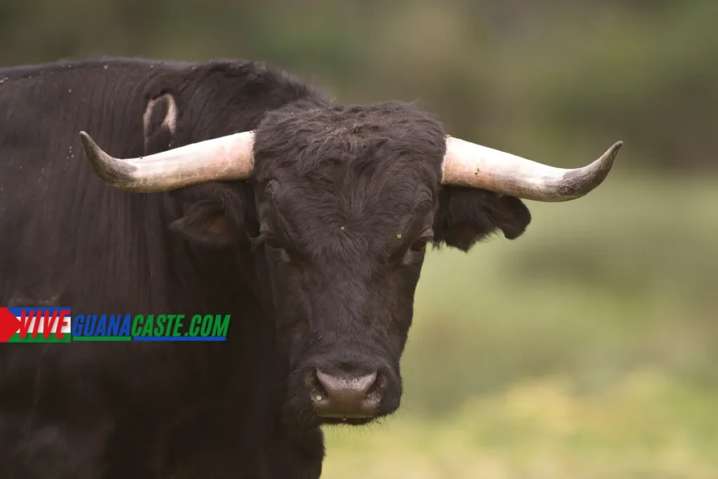 Desfile ecuestre en el Tope de Liberia, Guanacaste, Costa Rica