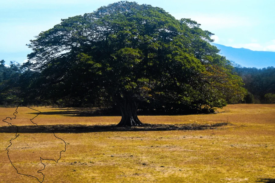 Guanacaste