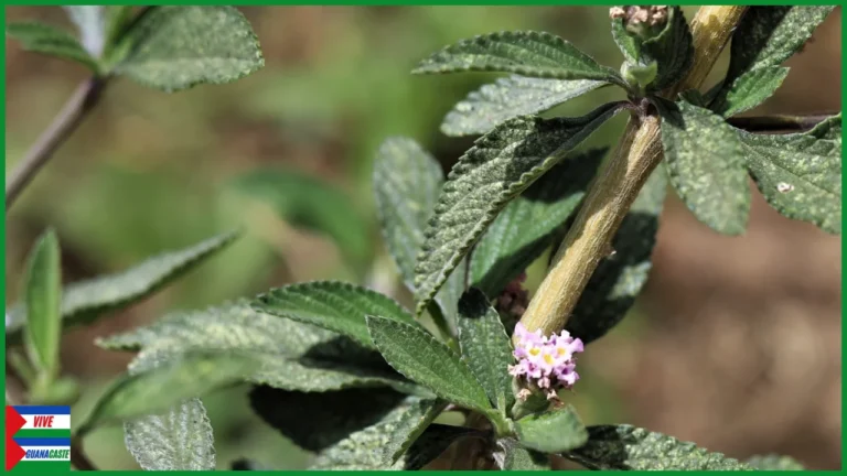 Juanilama, planta medicinal que podría ayudar en la lucha contra el cáncer.