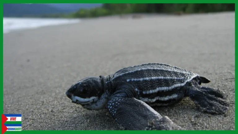 Tortugas Baula en Carrillo